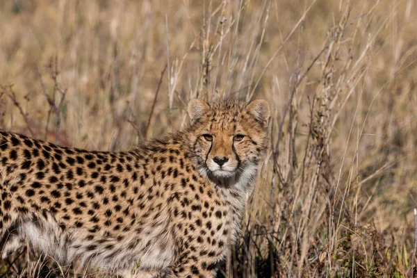 Cheetah Acinonyx Jubatus Soemmeringii Στο Δέλτα Του Okavango Στη Μποτσουάνα — Φωτογραφία Αρχείου