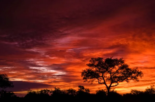 Paisagem Africana Com Nuvens Dramáticas Parque Nacional Kruger África Sul — Fotografia de Stock