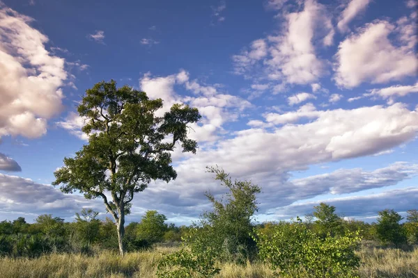 Африканский Ландшафт Впечатляющими Облаками Национальном Парке Крюгер Юар — стоковое фото