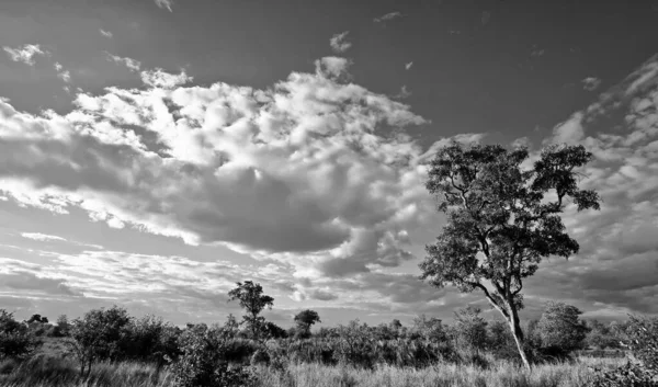 南アフリカのクルーガー国立公園に劇的な雲を持つアフリカの風景 — ストック写真