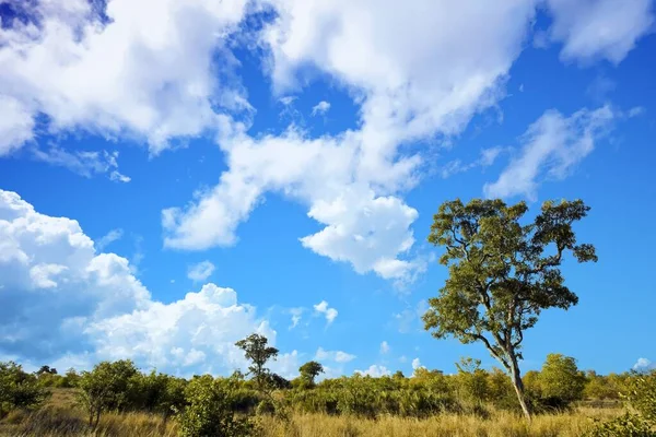 Afrikaanse Landschap Met Dramatische Wolken Kruger National Park Zuid Afrika — Stockfoto