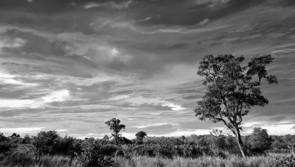 Kruger Ulusal Parkı, Güney Afrika 'da dramatik bulutlu Afrika manzarası