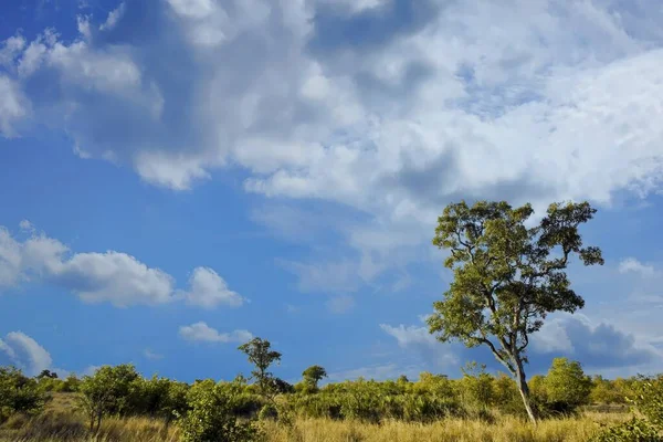 南非克鲁格国家公园有着戏剧性云彩的非洲景观 — 图库照片