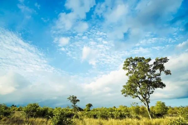 Paesaggio Africano Con Nuvole Drammatiche Nel Kruger National Park Sud — Foto Stock