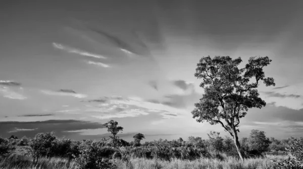 Paysage Africain Avec Des Nuages Spectaculaires Dans Parc National Kruger — Photo