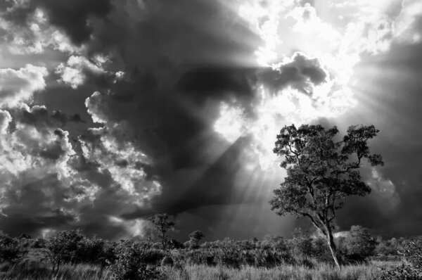 African landscape with dramatic clouds in Kruger National Park, South Africa