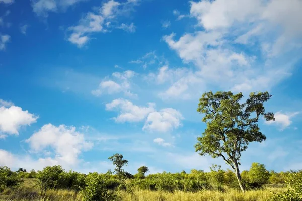 Paisagem Africana Com Nuvens Dramáticas Parque Nacional Kruger África Sul — Fotografia de Stock