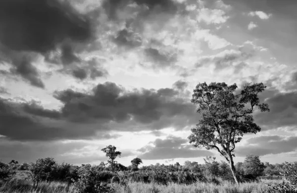 Afrikaanse Landschap Met Dramatische Wolken Kruger National Park Zuid Afrika — Stockfoto