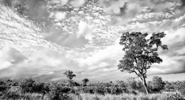 Paysage Africain Avec Des Nuages Spectaculaires Dans Parc National Kruger — Photo