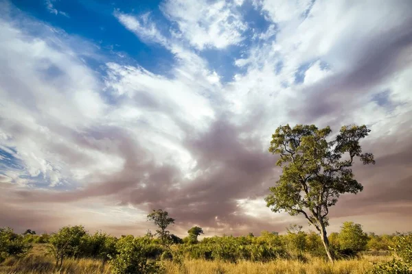 Paisaje Africano Con Nubes Dramáticas Parque Nacional Kruger Sudáfrica —  Fotos de Stock