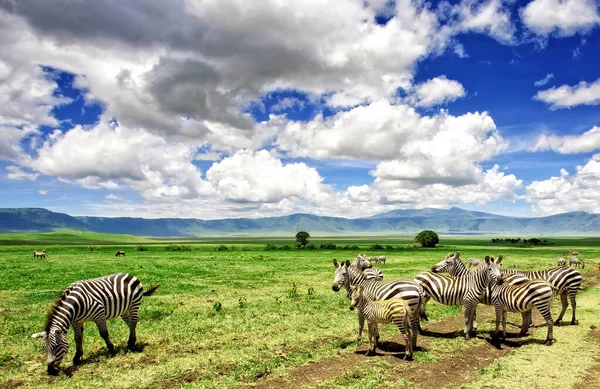 Zebras Ngorongoro Crater Tanzania — Stock Photo, Image