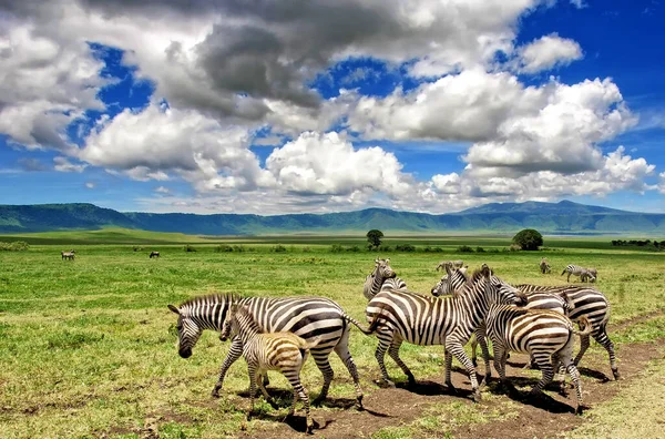 タンザニアのンゴロンゴロクレーターのゼブラス — ストック写真