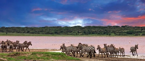 Zebras Cratera Ngorongoro Tanzânia — Fotografia de Stock