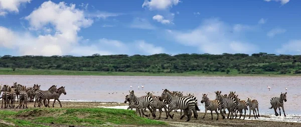 Zèbres Dans Cratère Ngorongoro Tanzanie — Photo