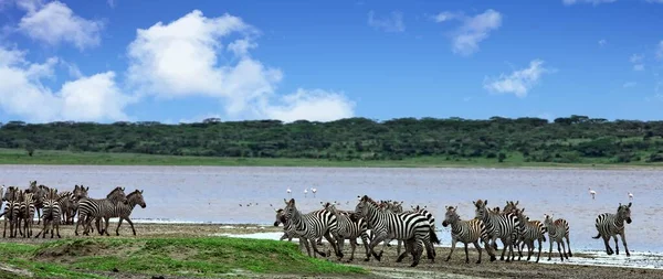 Zebror Ngorongorokratern Tanzania — Stockfoto