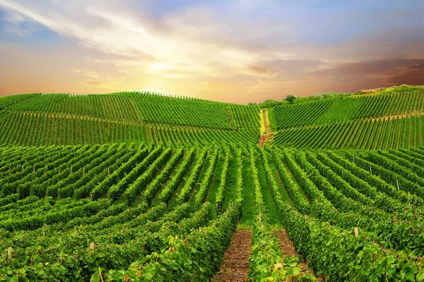 Beautiful Green Vineyard Autumn Landscape Harvest Royalty Free Stock Photos