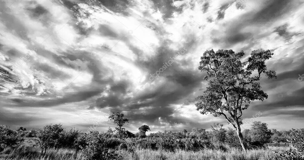 African landscape with dramatic clouds in Kruger National Park, South Africa 