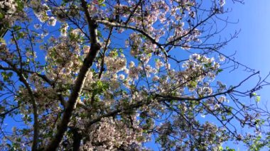 Santa Cruz, Kaliforniya 'da güneşli bir günde kiraz çiçeği, ABD