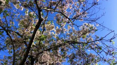 Santa Cruz, Kaliforniya 'da güneşli bir günde kiraz çiçeği, ABD