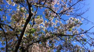 Santa Cruz, Kaliforniya 'da güneşli bir günde kiraz çiçeği, ABD