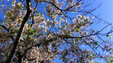 Santa Cruz, Kaliforniya 'da güneşli bir günde kiraz çiçeği, ABD