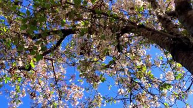 Santa Cruz, Kaliforniya 'da güneşli bir günde kiraz çiçeği, ABD