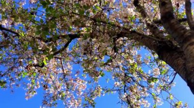 Santa Cruz, Kaliforniya 'da güneşli bir günde kiraz çiçeği, ABD