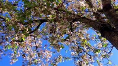 Santa Cruz, Kaliforniya 'da güneşli bir günde kiraz çiçeği, ABD