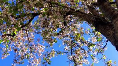 Santa Cruz, Kaliforniya 'da güneşli bir günde kiraz çiçeği, ABD