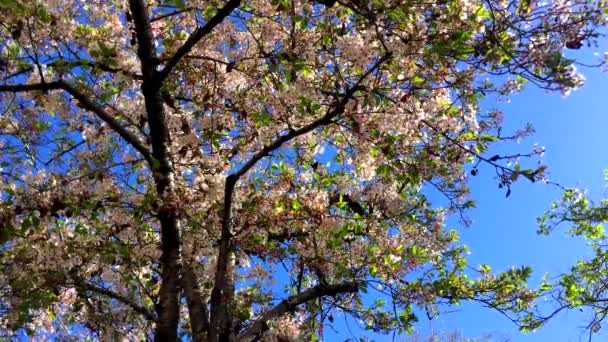 Flor Cerezo Día Soleado Santa Cruz California Estados Unidos — Vídeos de Stock