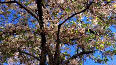 Santa Cruz, Kaliforniya 'da güneşli bir günde kiraz çiçeği, ABD