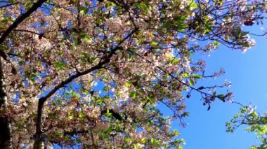 Santa Cruz, Kaliforniya 'da güneşli bir günde kiraz çiçeği, ABD