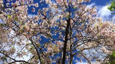 Santa Cruz, Kaliforniya 'da güneşli bir günde kiraz çiçeği, ABD