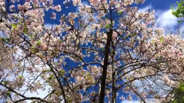 Santa Cruz, Kaliforniya 'da güneşli bir günde kiraz çiçeği, ABD