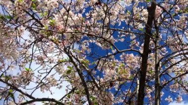 Santa Cruz, Kaliforniya 'da güneşli bir günde kiraz çiçeği, ABD