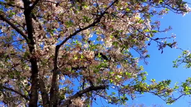 Cherry Blossom Sunny Day Santa Cruz California Usa — Stock video