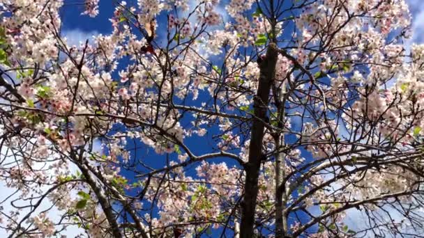 Cherry Blossom Sunny Day Santa Cruz California Usa — Stock video