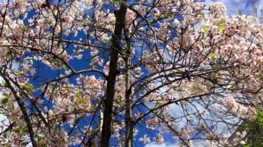 Santa Cruz, Kaliforniya 'da güneşli bir günde kiraz çiçeği, ABD