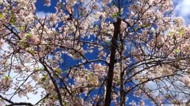 Santa Cruz, Kaliforniya 'da güneşli bir günde kiraz çiçeği, ABD