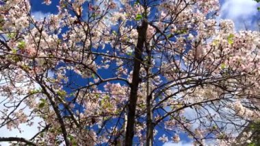 Santa Cruz, Kaliforniya 'da güneşli bir günde kiraz çiçeği, ABD