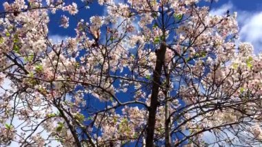 Santa Cruz, Kaliforniya 'da güneşli bir günde kiraz çiçeği, ABD
