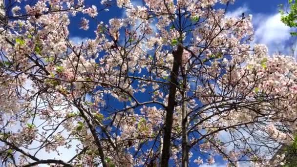 カリフォルニア州サンタクルスの晴れた日の桜 — ストック動画