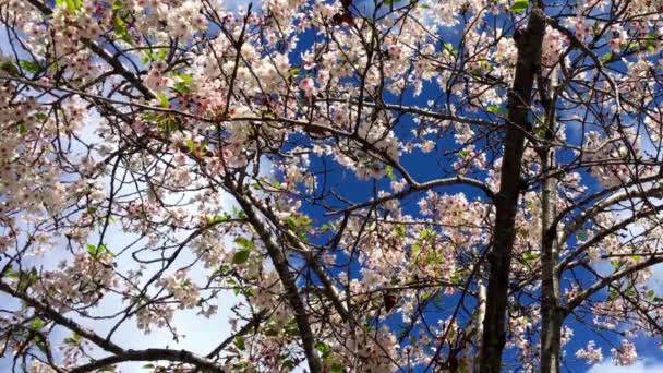 Cherry Blossom Sunny Day Santa Cruz California Usa — Stock Video