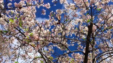 Santa Cruz, Kaliforniya 'da güneşli bir günde kiraz çiçeği, ABD