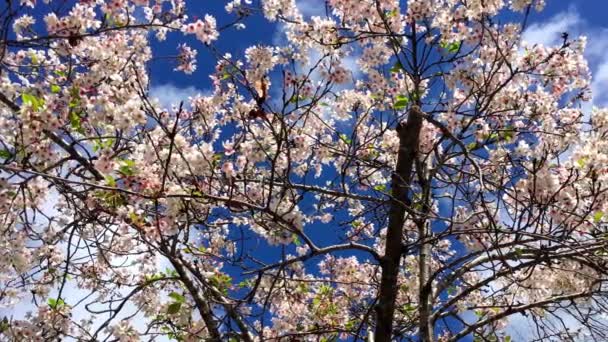 Fleurs Cerisier Par Une Journée Ensoleillée Santa Cruz Californie Usa — Video