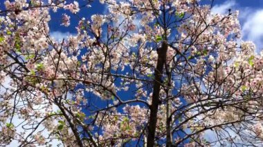 Santa Cruz, Kaliforniya 'da güneşli bir günde kiraz çiçeği, ABD