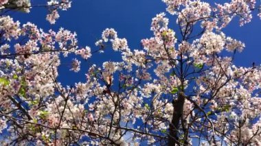 Santa Cruz, Kaliforniya 'da güneşli bir günde kiraz çiçeği, ABD