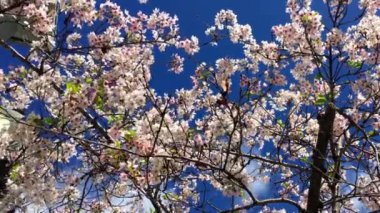 Santa Cruz, Kaliforniya 'da güneşli bir günde kiraz çiçeği, ABD