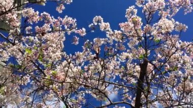 Santa Cruz, Kaliforniya 'da güneşli bir günde kiraz çiçeği, ABD