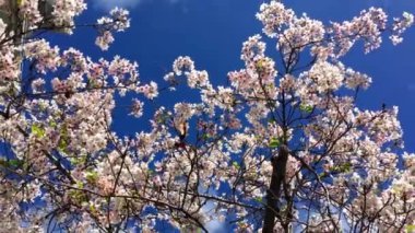 Santa Cruz, Kaliforniya 'da güneşli bir günde kiraz çiçeği, ABD